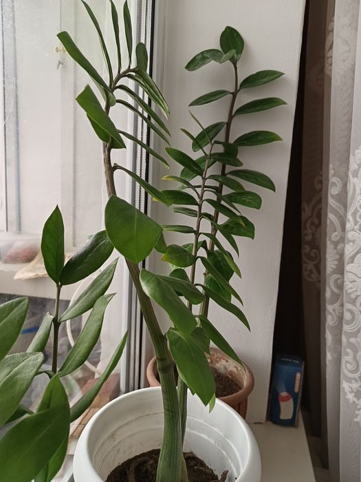 Долларовое дерево (замиулькас)