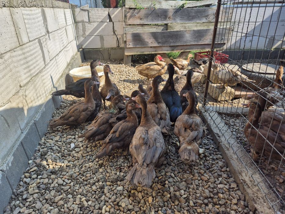 Rate mute ciocolatiu,de vanzare!