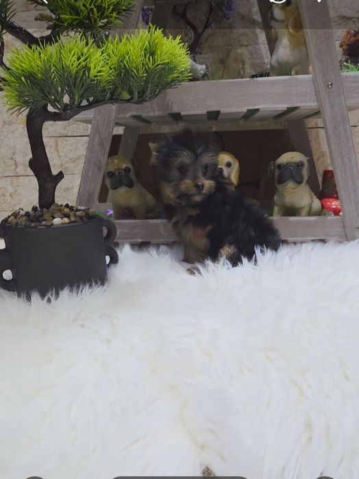 Yorkshire terrier fetita mini