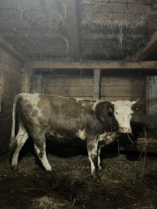 Vând juninci gestante