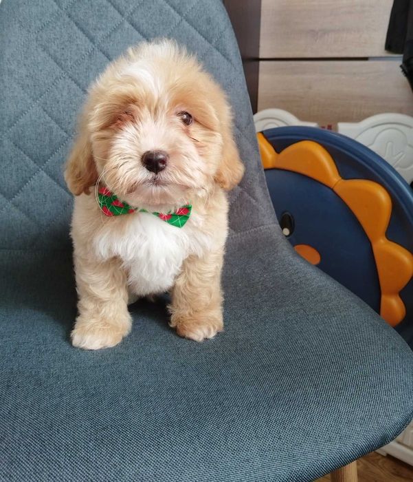 Shih-poo dogs/mini poodle