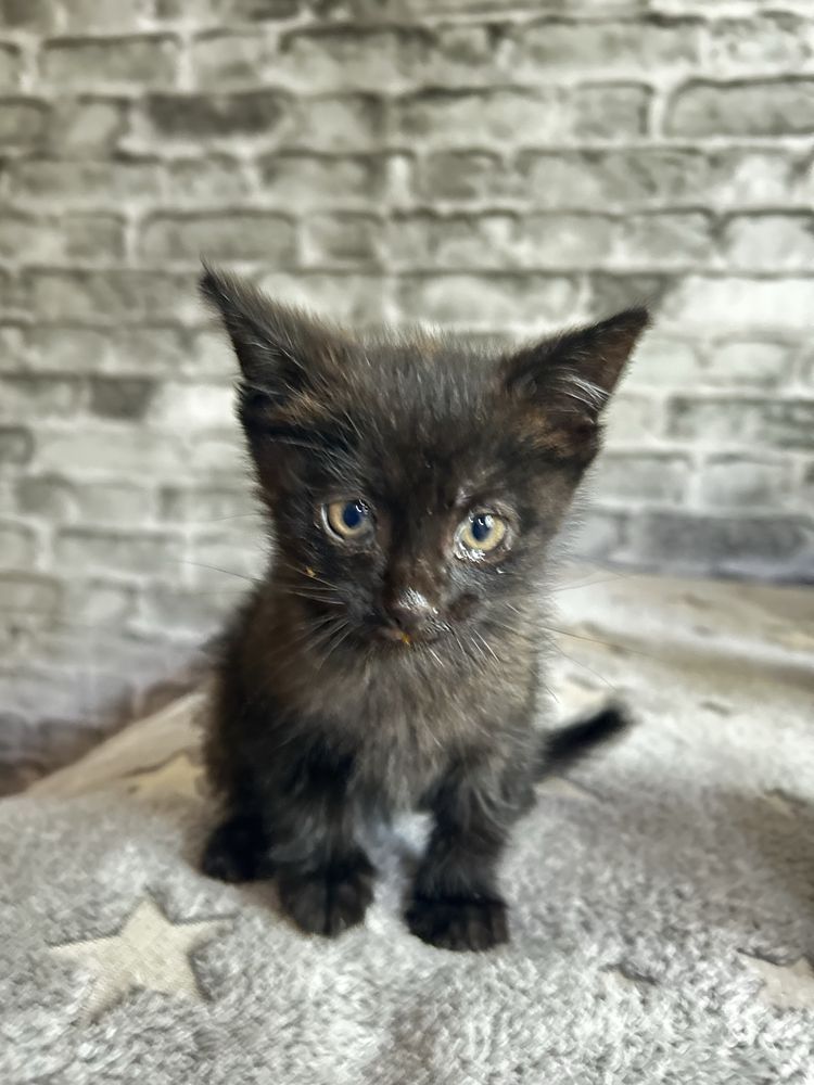 Отдам котят крымоловов