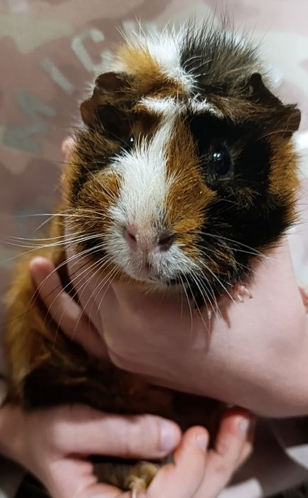Морская свинка мальчик