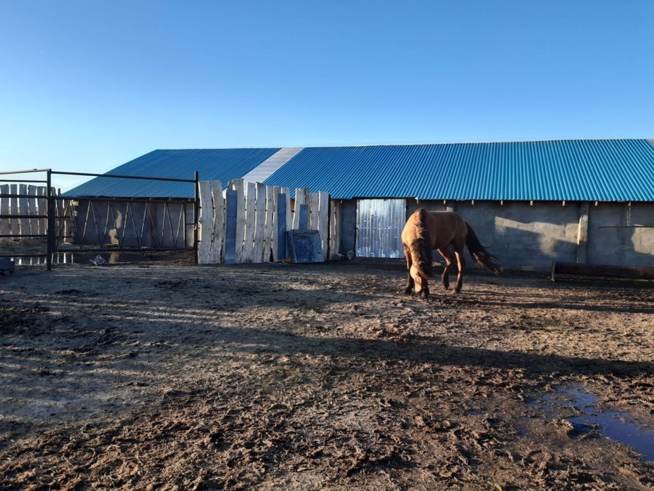 Кушумские жеребцы