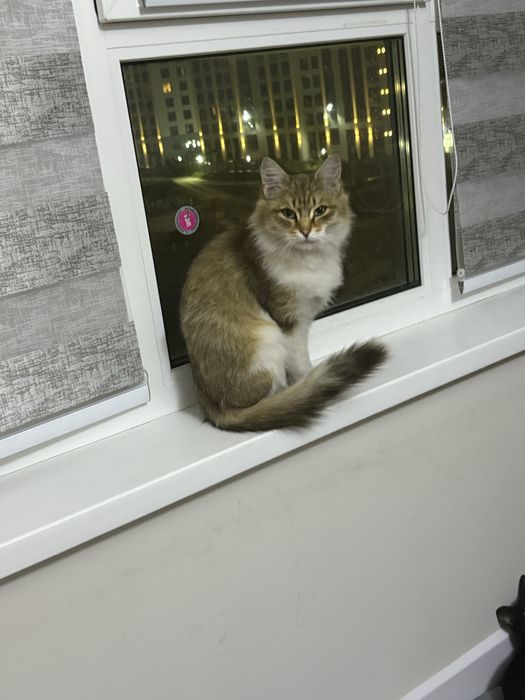Добрые люди помогите пристроить хвостиков