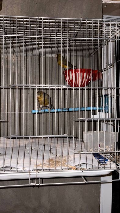 Kanareyka jup par красный дерево пар