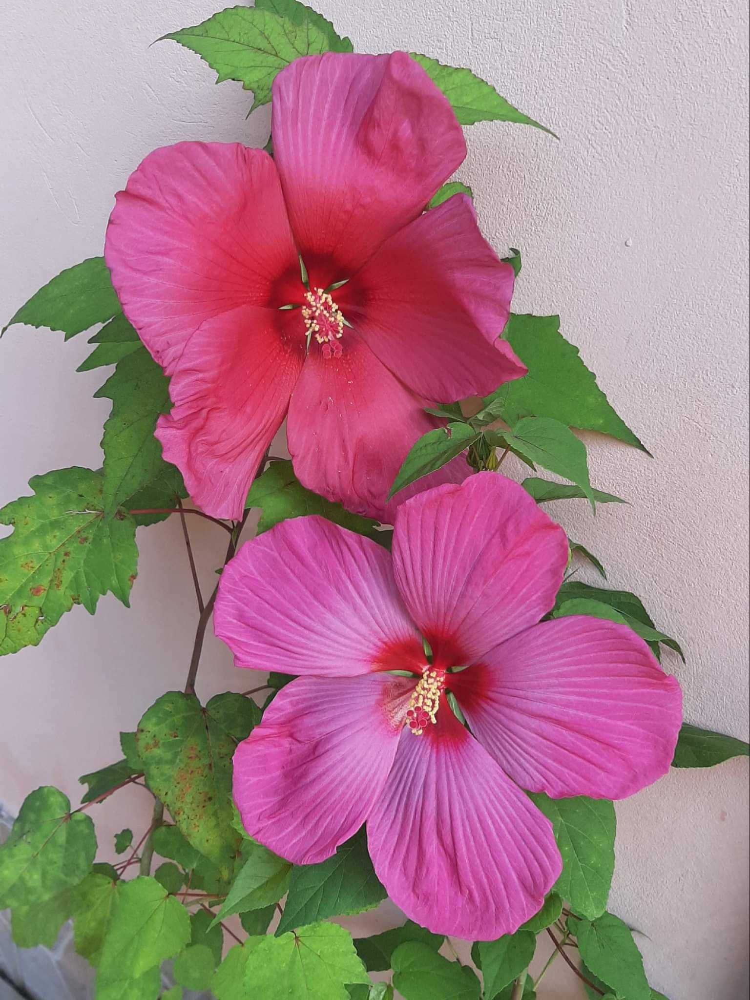 Hibiscus Moscheutos cu florile cât o farfurie