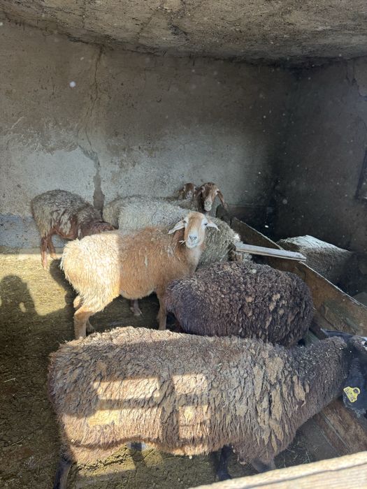 Продам ягнят (тохты) и баранов!