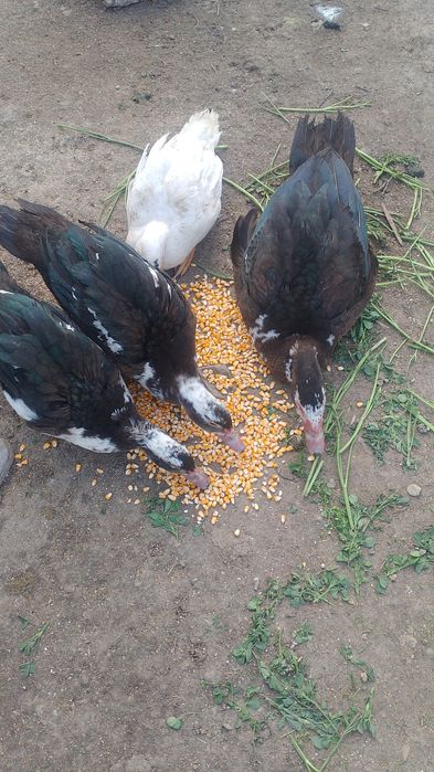 Rate și boboci de vânzare