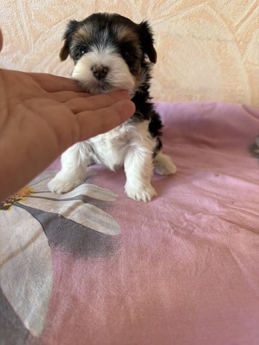 Бивер йоркширски териер