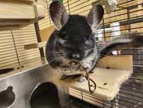 Chinchilla chinchila sinsila cincila