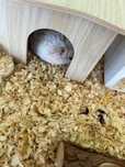 Vând hamster pitic siberian