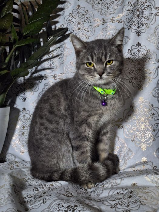 Подари Леону семью