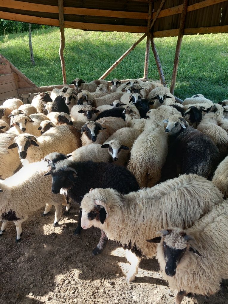 Miei grași 60 de bucăți