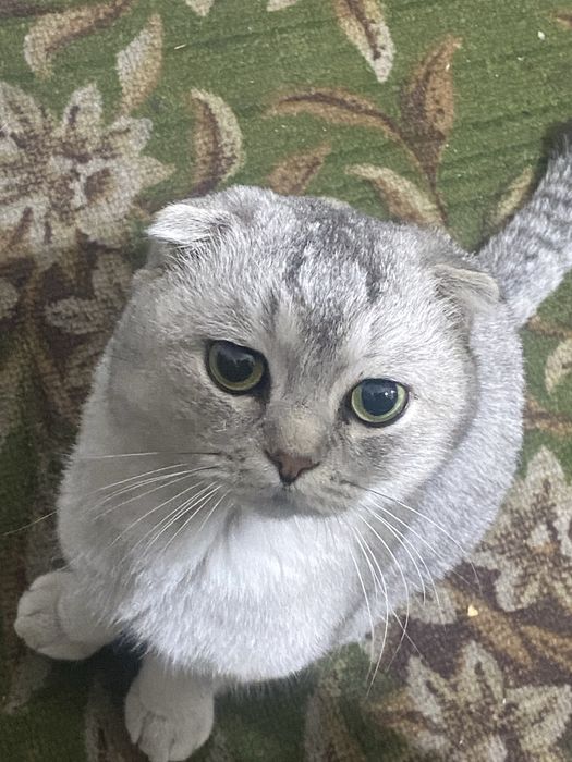 Серебристая шиншилла скоттиш фолд 1 ёш  огил бола