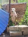 Dau câine spre adopție