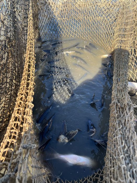 Толостолоб за консумация или зарибител