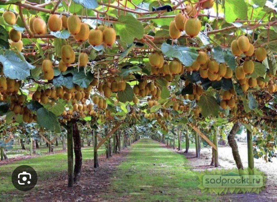 Хейворд киви кучатлари