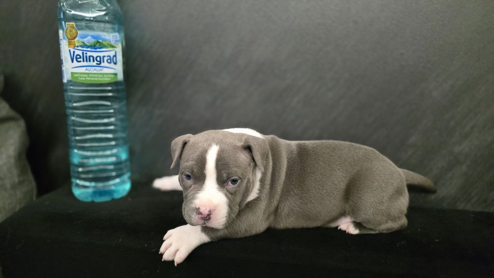 Американско покет були / American pocket bully