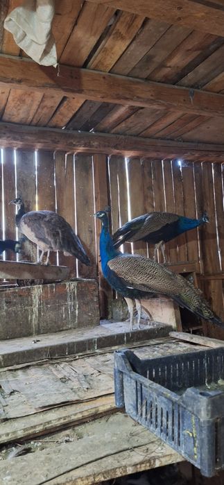 Fazani auriu pe rosu,struti nandu,pauni!