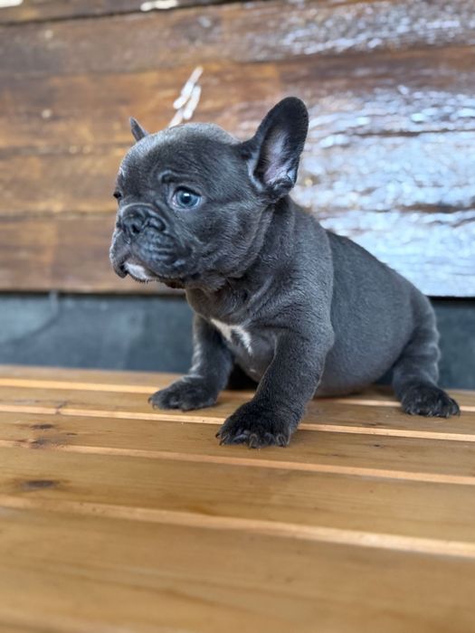 Bulldog francez blue