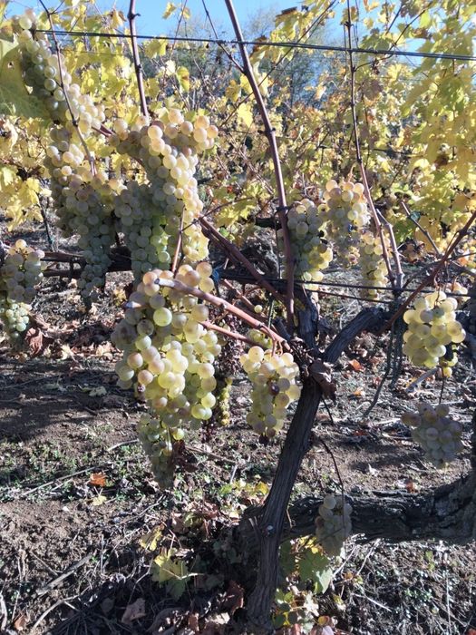 Struguri de Recaș, soiul ceasla, 2,90lei/kg