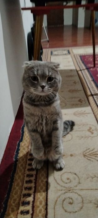 Skotish fold mushuk o'gil bola