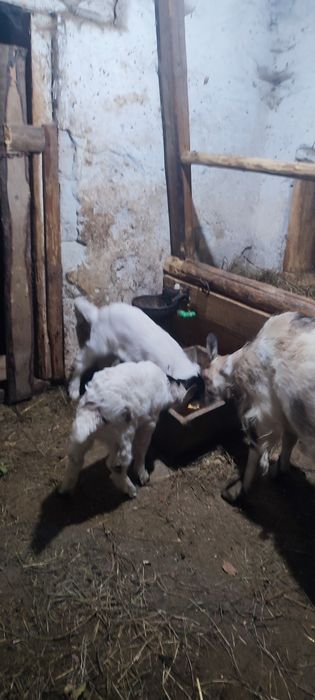 Vand capra cu 2 iezi