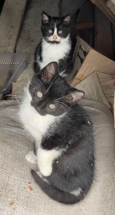 Donez pui de pisică.