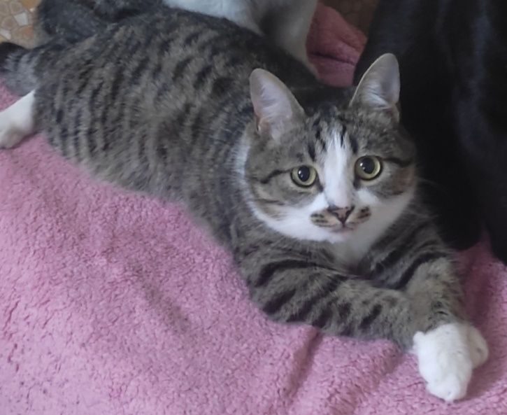 Потерялся котёнок