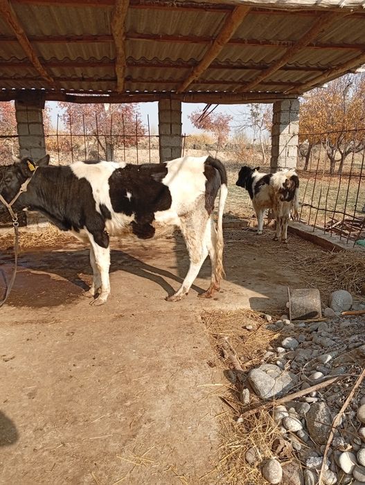 Ona bola sigir sotiladi.srochna