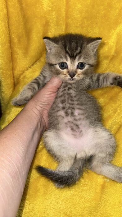 Котята золотые Шиншиллы