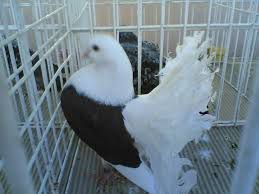 Vand porumbei voltati de diferite culori