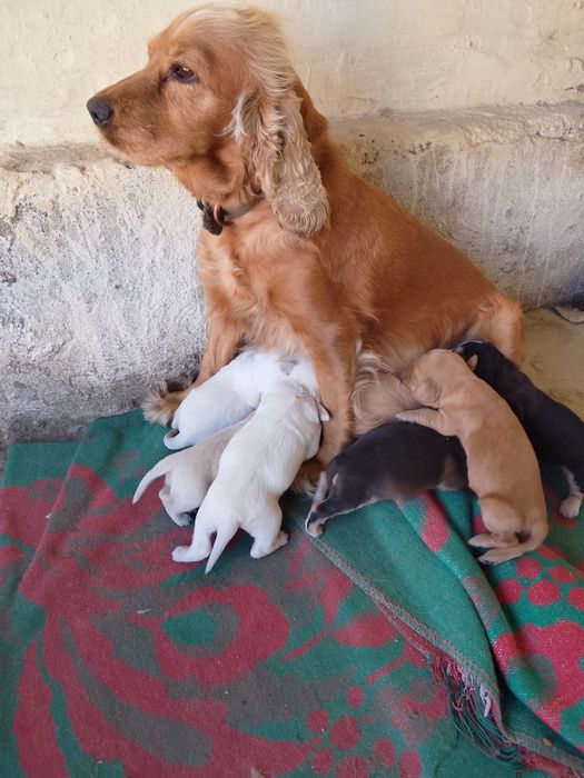 Продам щенят порода Кокель Спаниель