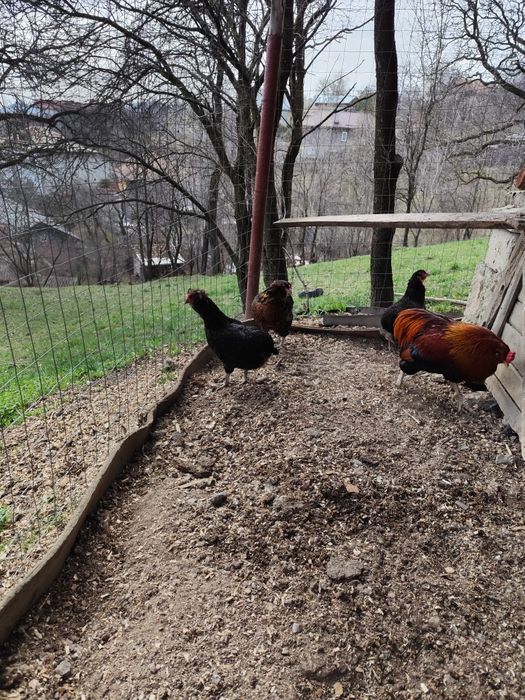 Vind ouă de Araucana