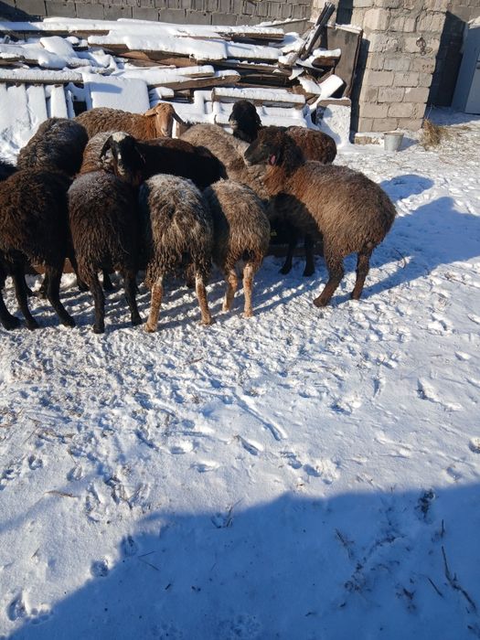 Продам баран на мясо!