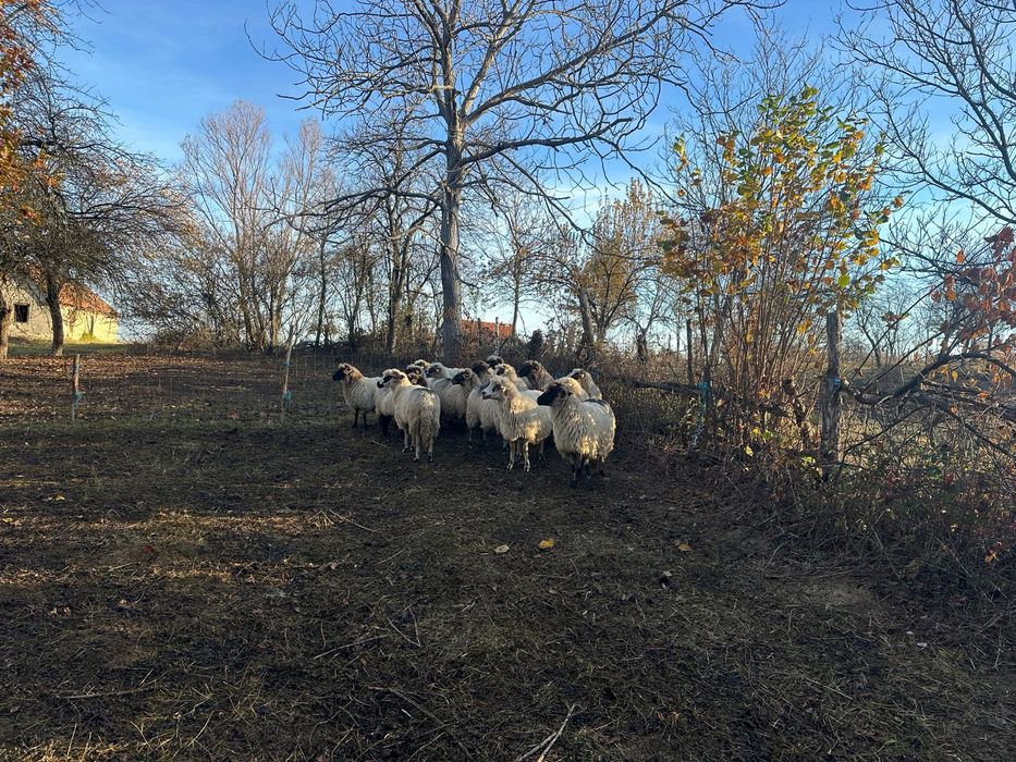 Oi de vanzare 650 lei bucata