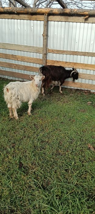 Vand o capra 350 lei