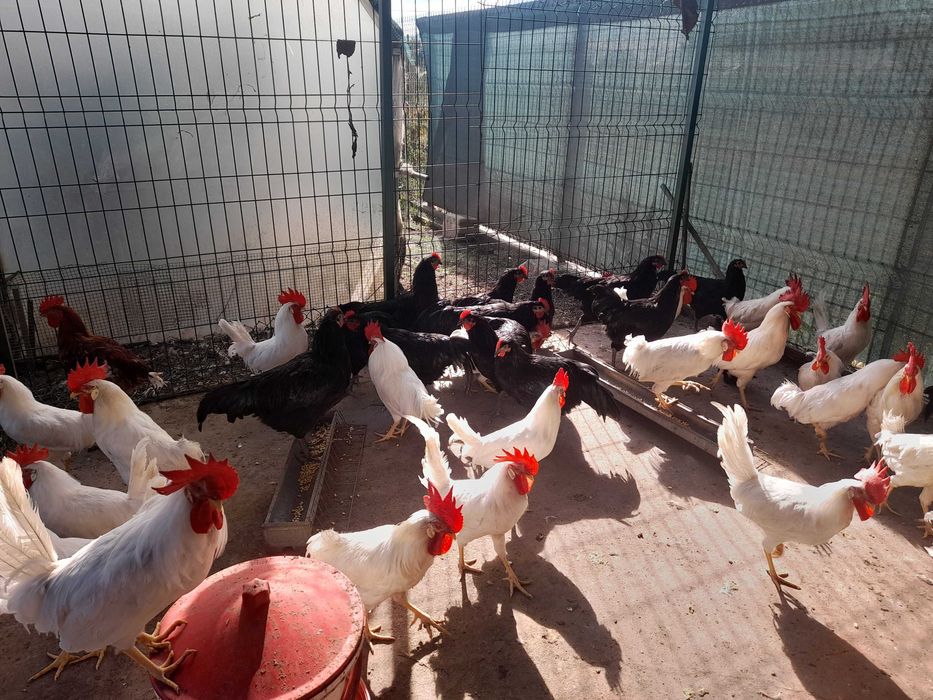 Vand cocosi leghorn si australorp 2025