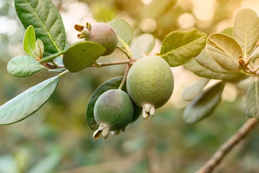Ananas guava pom aclimatizat
