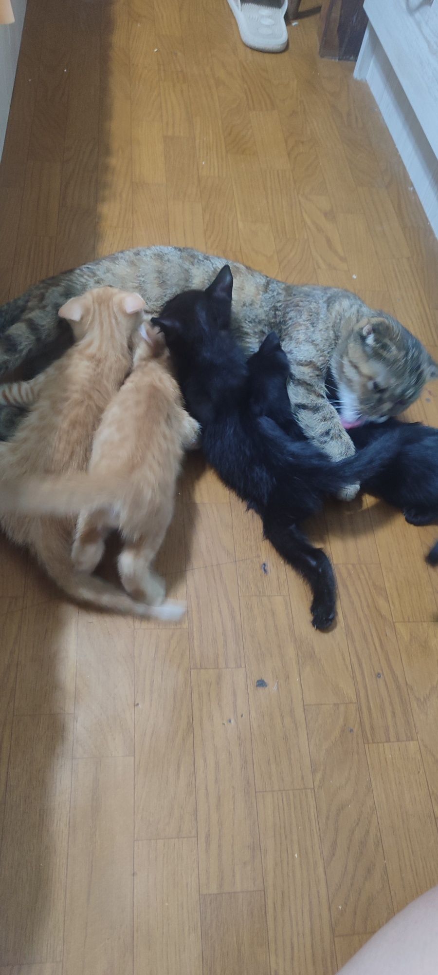 Отдам котят в хорошие руки