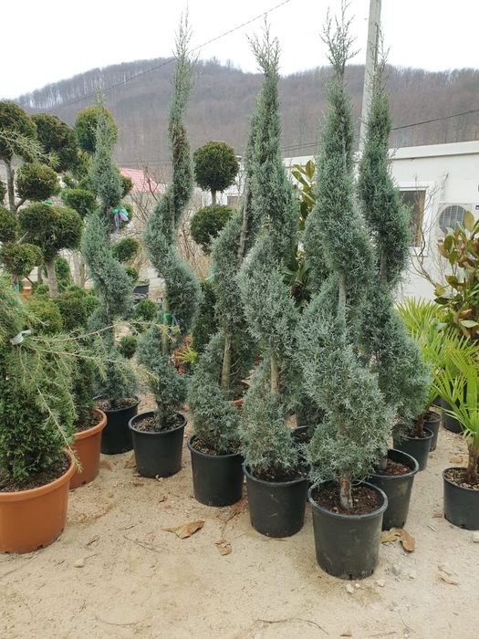 Tuia, brad, magnolia, mesteacăn, platan, tei, etc