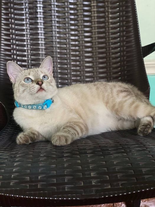 mushuk Tabby Point zotli