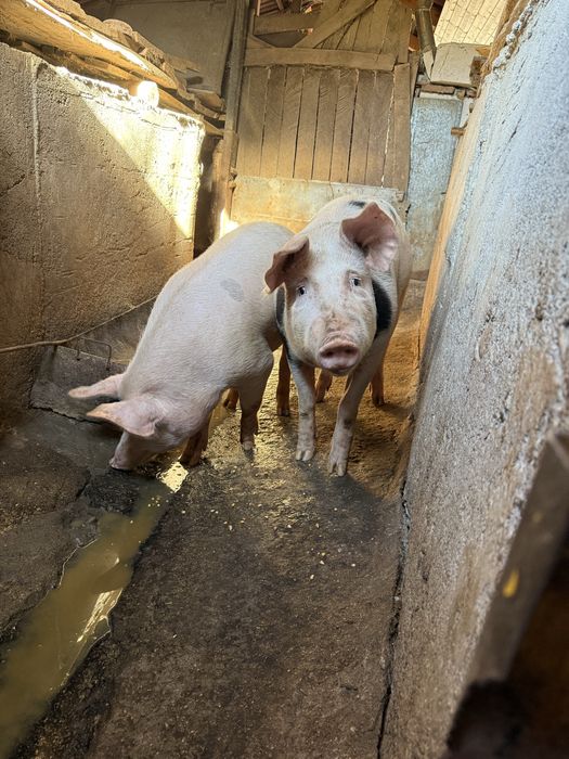 De vanzare un vițel