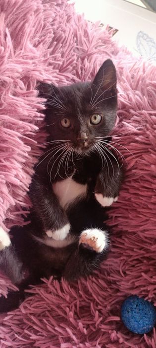 Pisoi negru, adopție responsabila!