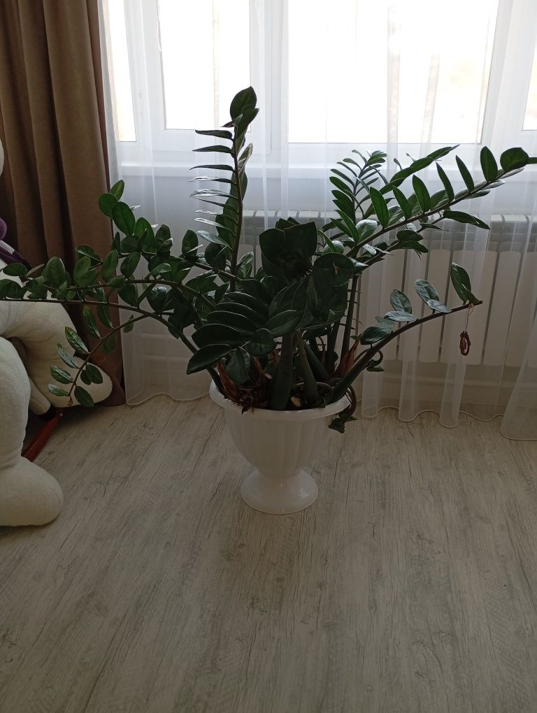 Продам земиокулькас