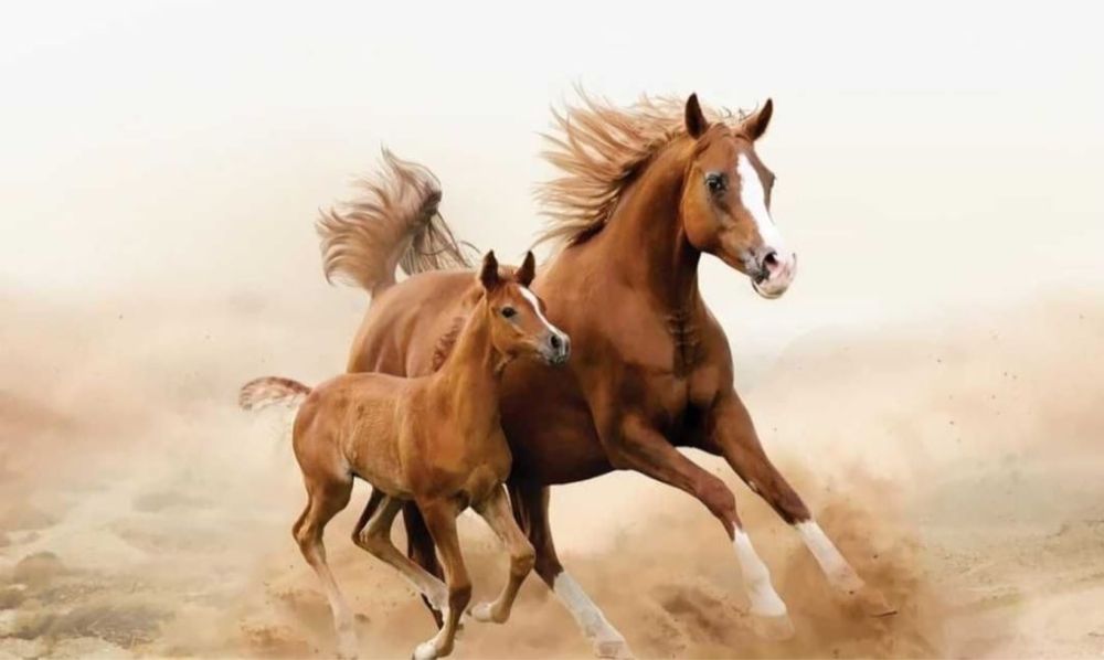 Құлынды бие сатылады