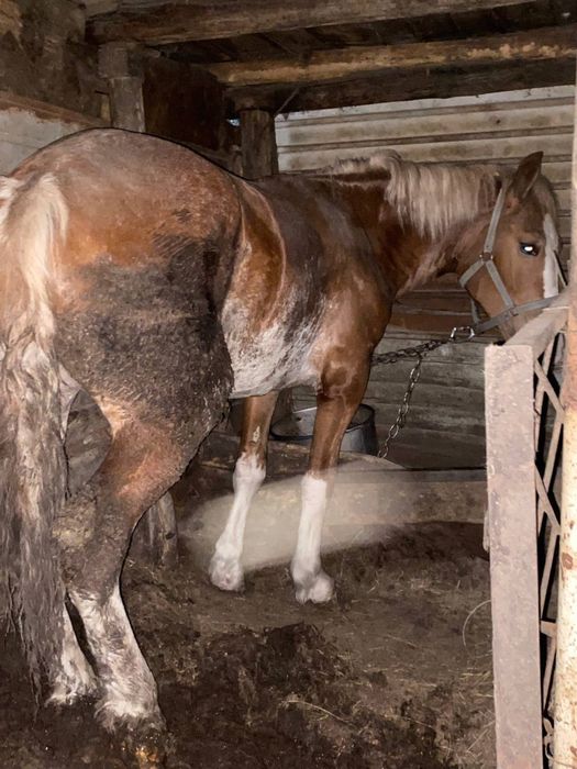 Продам откормленную лошадь