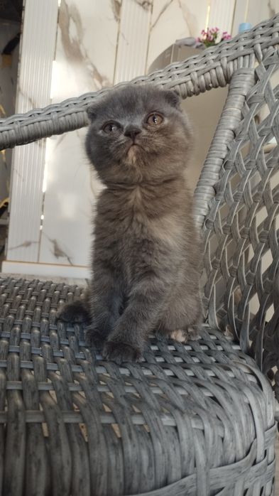Scottish fold va Scottish strayt mushukchalar