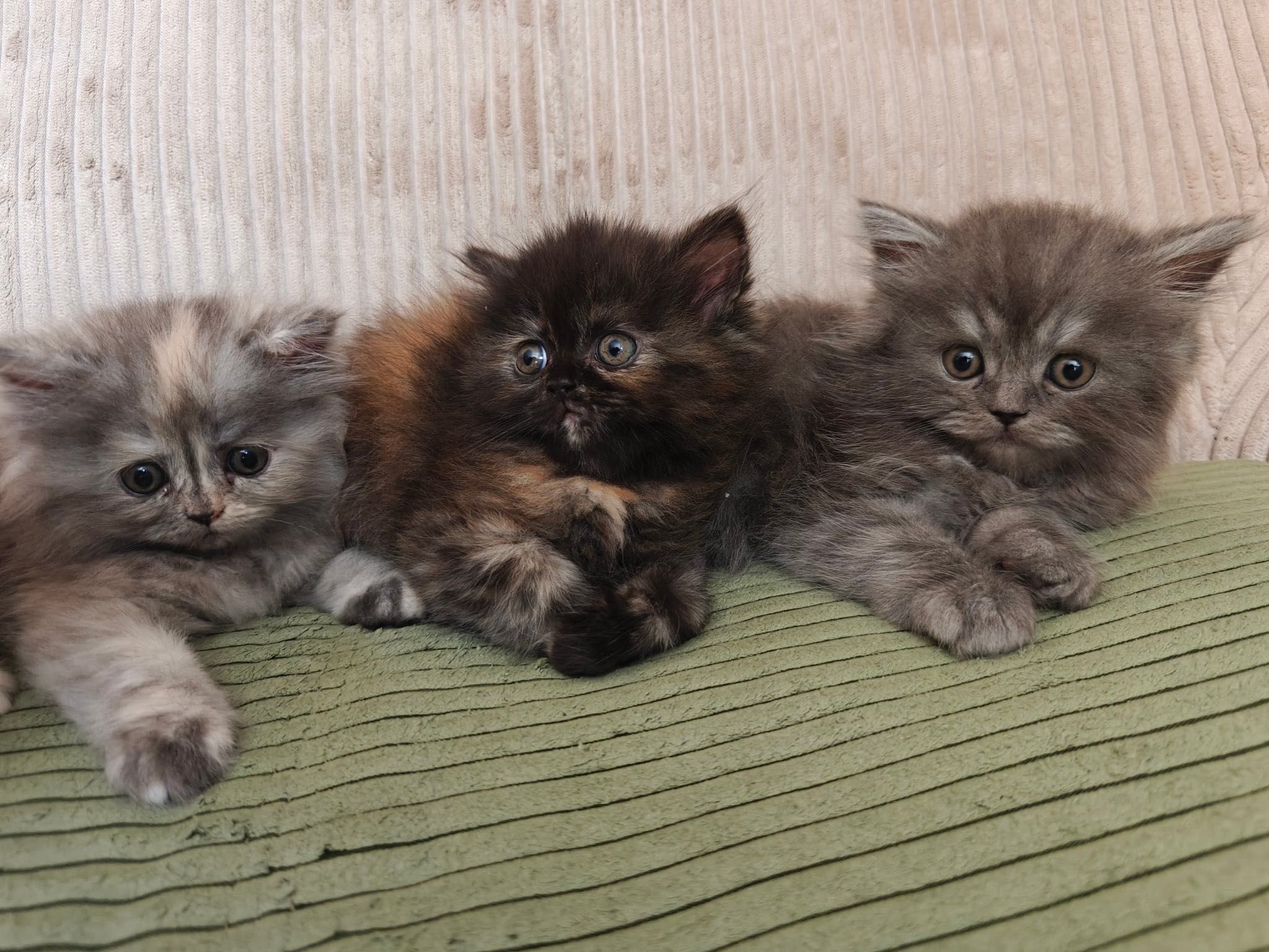 Персийски котенца